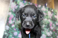 Grace pup Black male Blue, a male Labrador Retriever for sale in Crewe, VA – 5 of 8