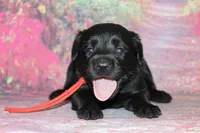 Birdie pup Black Female, a male Labrador Retriever for sale in Crewe, VA – 3 of 3