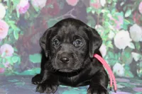 Grace pup Black female Pink, a female Labrador Retriever for sale in Crewe, VA – 7 of 8