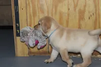 Daisy pup Yellow male Lt.Blue, a male Labrador Retriever for sale in Crewe, VA – 3 of 8
