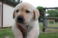 Daisy pup Yellow male Lt.Blue, a male Labrador Retriever for sale in Crewe, VA – 6 of 8