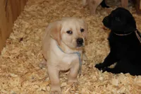 Daisy pup Yellow male Lt.Blue, a male Labrador Retriever for sale in Crewe, VA – 2 of 8