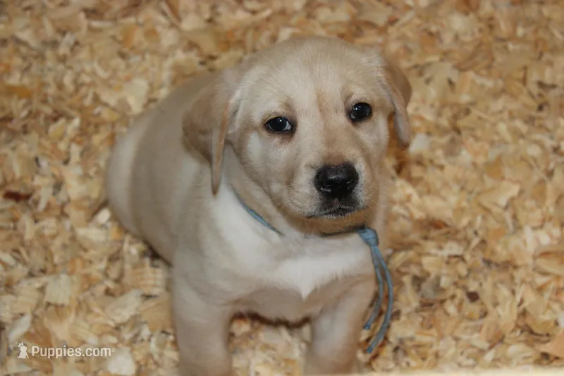 Daisy pup Yellow male Lt.Blue – Labrador Retriever puppy for sale in Crewe, VA