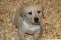 Daisy pup Yellow male Lt.Blue, a male Labrador Retriever for sale in Crewe, VA – 1 of 8