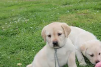 Daisy pup Yellow male Lt.Blue, a male Labrador Retriever for sale in Crewe, VA – 4 of 8