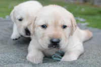 Daisy pup Yellow male Lt.Blue, a male Labrador Retriever for sale in Crewe, VA – 7 of 8