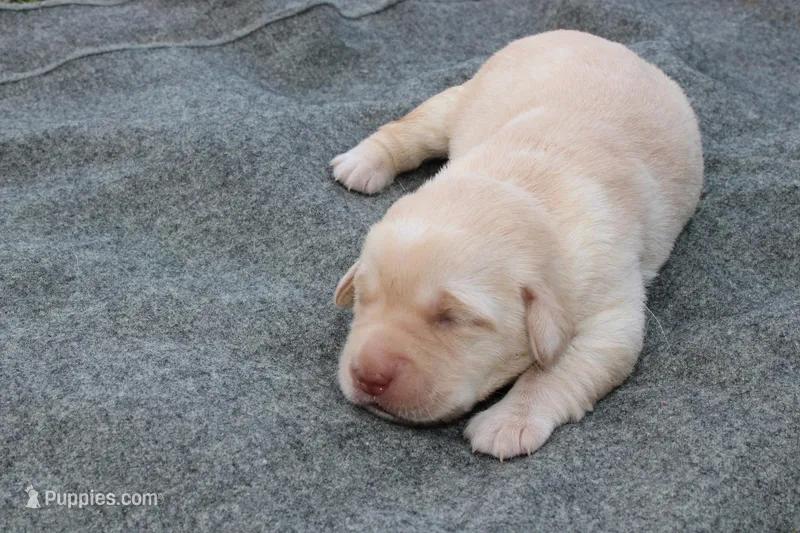 Daisy Pup Yellow Female – Labrador Retriever puppy for sale in Crewe, VA