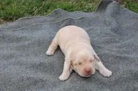 Daisy Pup Yellow Female, a female Labrador Retriever for sale in Crewe, VA – Photo 2 of 3