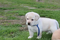 Happy pup Blue, a male Labrador Retriever for sale in Crewe, VA – Photo 5 of 6