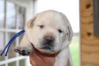 Happy pup Blue, a male Labrador Retriever for sale in Crewe, VA – Photo 2 of 6