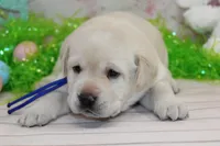 Happy pup Blue, a male Labrador Retriever for sale in Crewe, VA – Photo 1 of 6