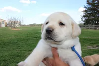 Happy pup Blue, a male Labrador Retriever for sale in Crewe, VA – Photo 3 of 6