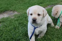 Happy pup Blue, a male Labrador Retriever for sale in Crewe, VA – Photo 4 of 6