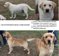 Happy pup Blue, a male Labrador Retriever for sale in Crewe, VA – Photo 6 of 6