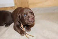 Grace pup Chocolate male, a male Labrador Retriever for sale in Crewe, VA – 2 of 6