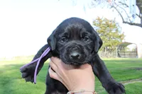 Hope pup Purple, a female Labrador Retriever for sale in Crewe, VA – Photo 2 of 4