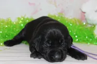 Hope pup Purple, a female Labrador Retriever for sale in Crewe, VA – Photo 3 of 4