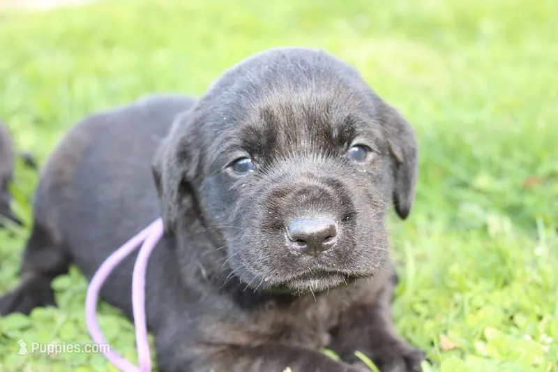 Hope pup Purple – Labrador Retriever puppy for sale in Crewe, VA