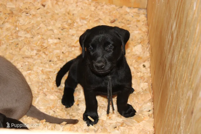 Birdie pup Black Female Black – Labrador Retriever puppy for sale in Crewe, VA