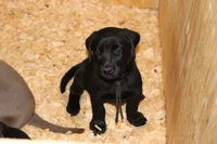 Birdie pup Black Female Black, a male Labrador Retriever for sale in Crewe, VA – 1 of 9