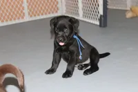 Grace pup Black male Blue, a male Labrador Retriever for sale in Crewe, VA – 2 of 8