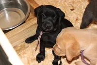 Birdie pup Black Female Rainbow, a male Labrador Retriever for sale in Crewe, VA – 2 of 7