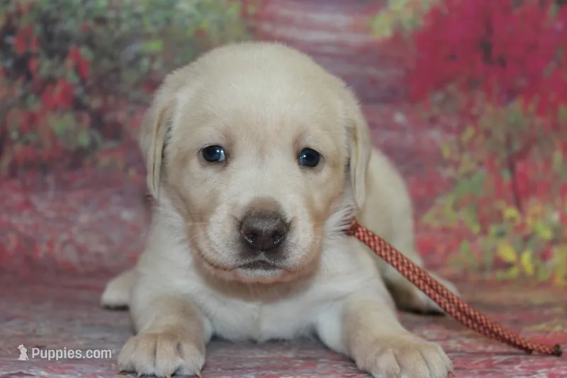 Birdie pup Yellow female – Labrador Retriever puppy for sale in Crewe, VA