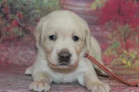 Birdie pup Yellow female, a male Labrador Retriever for sale in Crewe, VA – 1 of 4