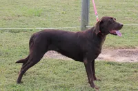 Chick, a female Labrador Retriever for sale in Crewe, VA – 2 of 2