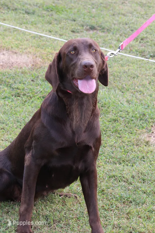 Chick, a female Labrador Retriever for sale in Crewe, VA – 1 of 2
