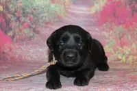 Birdie pup Black Female Rainbow, a male Labrador Retriever for sale in Crewe, VA – 6 of 7