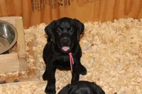 Grace pup Black female Pink, a female Labrador Retriever for sale in Crewe, VA – 3 of 8