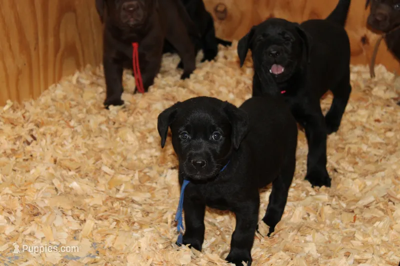 Grace pup Black male Blue – Labrador Retriever puppy for sale in Crewe, VA