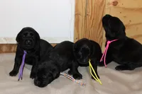 Grace pup Black female, a female Labrador Retriever for sale in Crewe, VA – 4 of 4