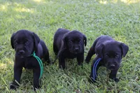 Grace pup Black male Blue, a male Labrador Retriever for sale in Crewe, VA – 6 of 8