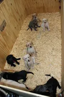 Birdie pup Black Female Black, a male Labrador Retriever for sale in Crewe, VA – 5 of 9