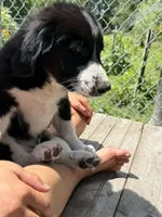 Freddie, a male Bernedoodle for sale in Candia, NH – 2 of 6