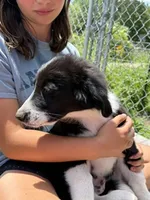Freddie, a male Bernedoodle for sale in Candia, NH – 6 of 6