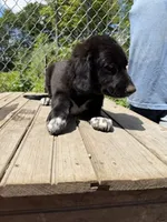 Scout, a female Bernedoodle for sale in Candia, NH – 2 of 5