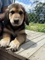 Sir Barks, a male Bernedoodle for sale in Candia, NH – 2 of 5
