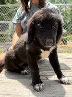 Scout, a female Bernedoodle for sale in Candia, NH – 3 of 5