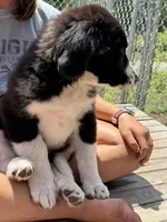 Freddie, a male Bernedoodle for sale in Candia, NH – 3 of 6