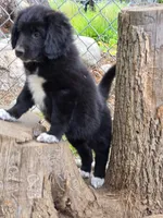 Scout, a female Bernedoodle for sale in Candia, NH – 5 of 5