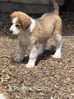 Toffee – Bernedoodle puppy for sale in Candia, NH
