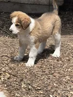 Toffee, a female Bernedoodle for sale in Candia, NH – 1 of 3