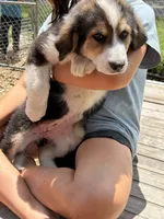 Nellie, a female Bernedoodle for sale in Candia, NH – 3 of 5