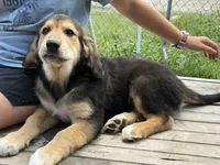 Sir Barks, a male Bernedoodle for sale in Candia, NH – 5 of 5