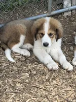 Toffee, a female Bernedoodle for sale in Candia, NH – 2 of 3