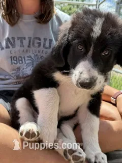 Freddie – Bernedoodle puppy for sale in Candia, NH