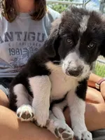 Freddie, a male Bernedoodle for sale in Candia, NH – 1 of 6